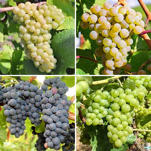 Ofertă specială! Viță de vie Temptation, set de 4 soiuri imagine 1 articol 5573