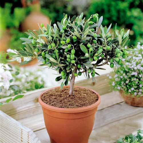 Măslin imagine 1 articol 73017