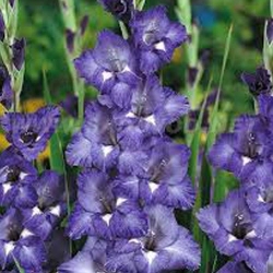Pachet economic! Gladiole Blue Isle articol fotografie 1 Pachet economic! Gladiole Blue Isle imagine 1 articol 68377