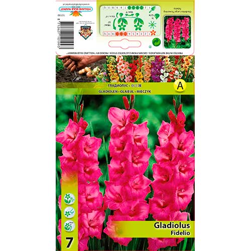 Gladiole Fidelio imagine 1 articol 76246