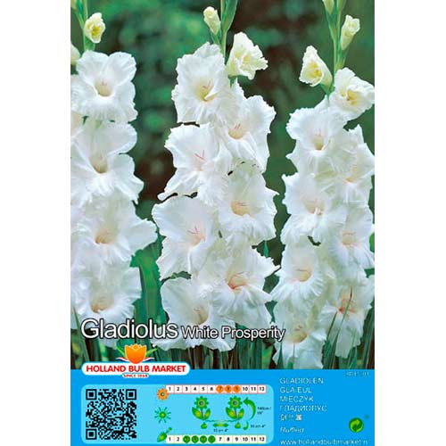 Pachet economic! Gladiole White Prosperity articol fotografie 1 Pachet economic! Gladiole White Prosperity imagine 1 articol 70466