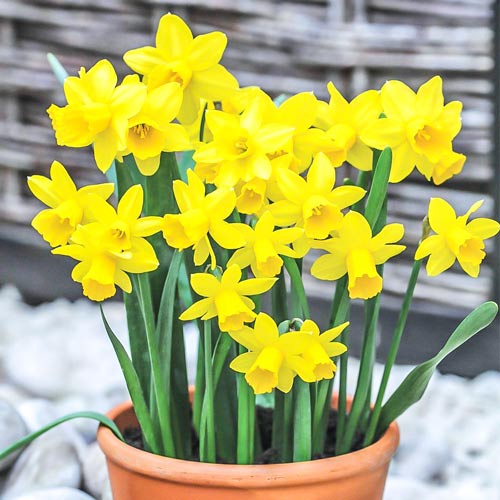 Pachet economic! Narcise miniatur Tete a tete imagine 1 articol 67530