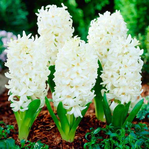 Pachet economic! Zambile Carnegie imagine 1 articol 67534