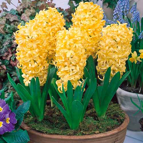 Pachet economic! Zambile City Of Haarlem imagine 1 articol 67537