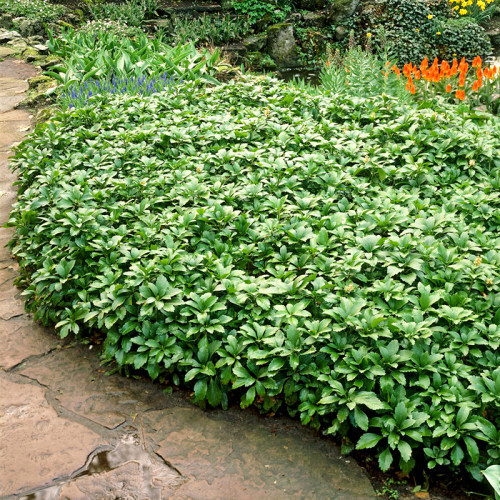 Pachysandra Green Carpet articol fotografie 1 Pachysandra Green Carpet imagine 1 articol 4011