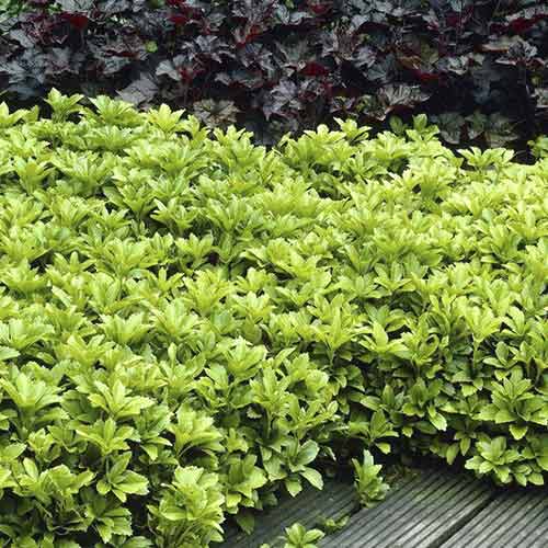Pachysandra terminalis imagine 1 articol 4773