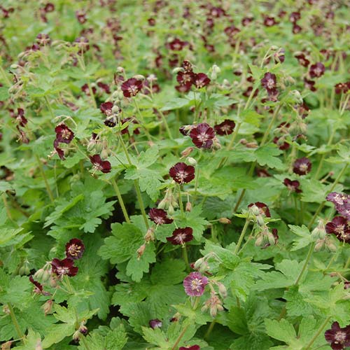Pălăria cucului (Geranium Phaeum) Lividum imagine 1 articol 01334
