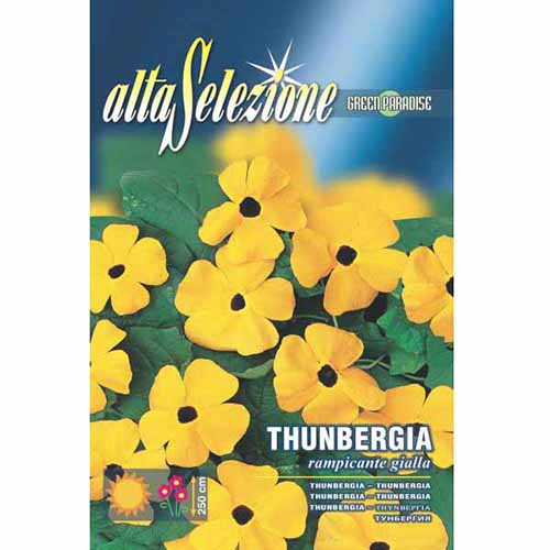 Thunbergia galbenă cu ochi negri articol fotografie 1 Thunbergia galbenă cu ochi negri imagine 1 articol 96369