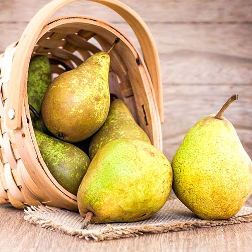 Păr Abate Fetel imagine 1 articol 4306