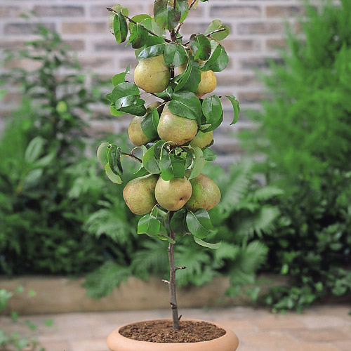 Păr columnar Condo imagine 1 articol 1969