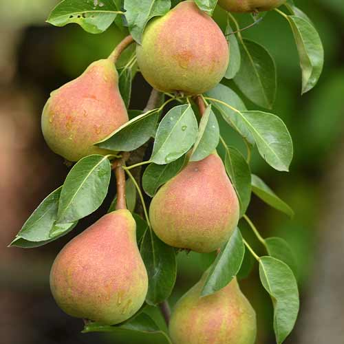 Păr (columnar) Santa Maria imagine 1 articol 2021