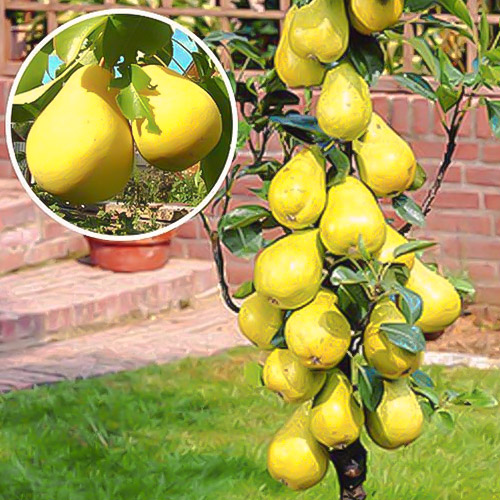 Păr columnar Saphira, С2 imagine 1 articol 1941