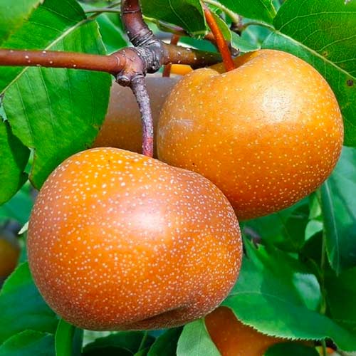 Păr Nashi imagine 1 articol 1625