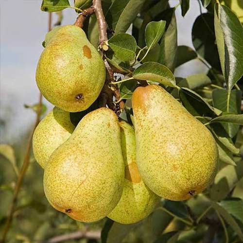 Păr Williams imagine 1 articol 7489