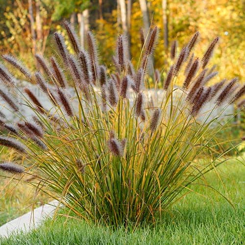 Pennisetum Red Head, P9 imagine 1 articol 4784