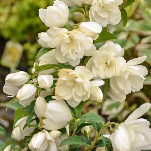 Philadelphus Snowbelle, С2 imagine 1 articol 7795