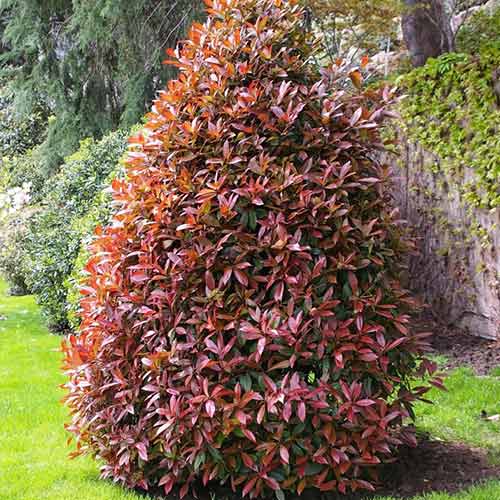 Photinia fraseri Cracklin' Red imagine 1 articol 4468