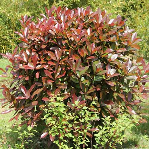 Photinia fraseri Robusta Compacta imagine 1 articol 3968