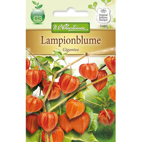 Physalis Gigantea articol fotografie 1 Physalis Gigantea imagine 1 articol 78976