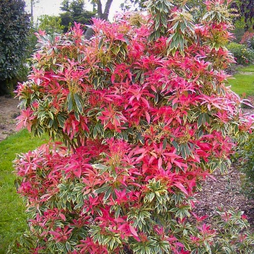Pieris Flaming Silver articol fotografie 1 Pieris Flaming Silver imagine 1 articol 5089