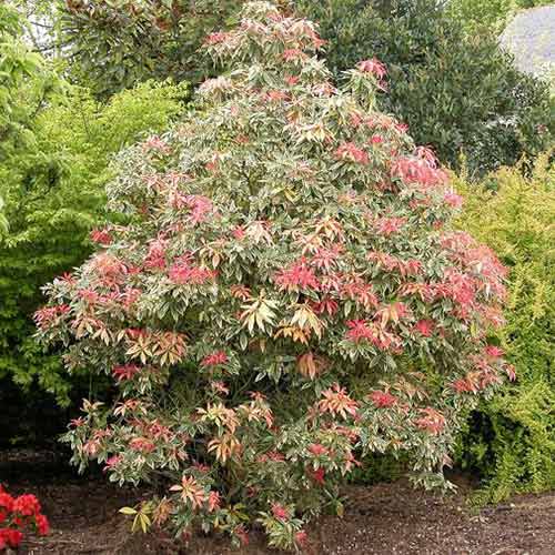 Pieris Flaming Silver articol fotografie 1 Pieris Flaming Silver imagine 1 articol 9542