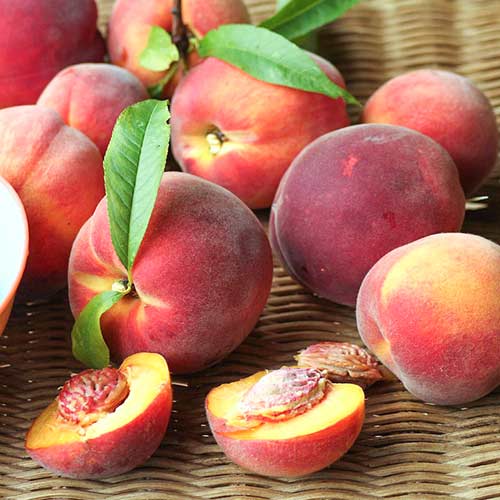 Piersic Carlo articol fotografie 1 Piersic Carlo imagine 1 articol 4290