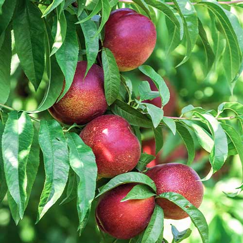 Piersic (columnar) King Part imagine 1 articol 2018