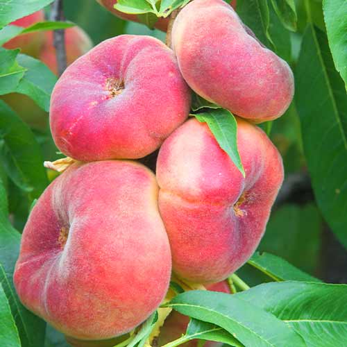 Piersic (columnar) Saturn imagine 1 articol 2020