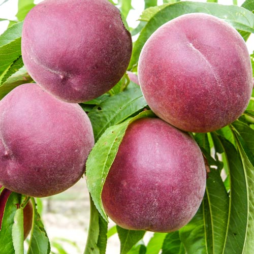 Piersic Druppi Qol articol fotografie 1 Piersic Druppi Qol imagine 1 articol 7990