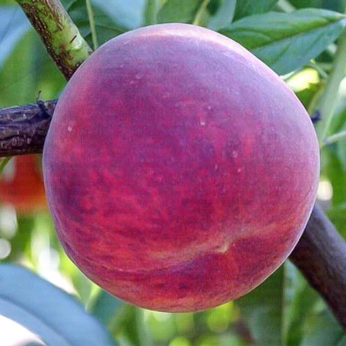 Piersic Luparri articol fotografie 1 Piersic Luparri imagine 1 articol 7989