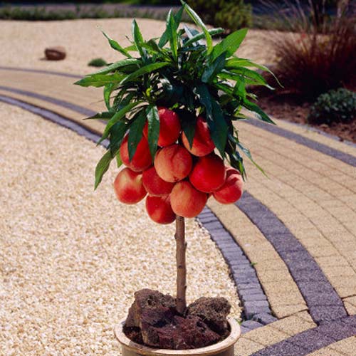 Mini-Piersic Honey Gold articol fotografie 1 Mini-Piersic Honey Gold imagine 1 articol 7133