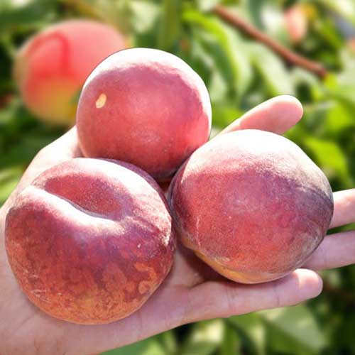 Piersic Paty articol fotografie 1 Piersic Paty imagine 1 articol 4299