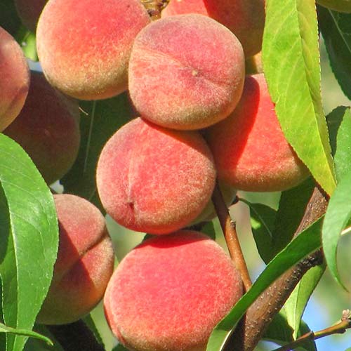 Piersic Peace imagine 1 articol 6941