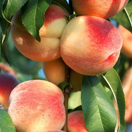 Piersic Pompadour articol fotografie 1 Piersic Pompadour imagine 1 articol 6939