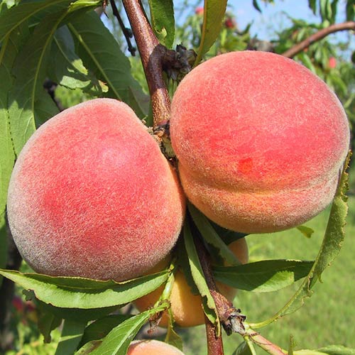 Piersic Royalvee imagine 1 articol 6916