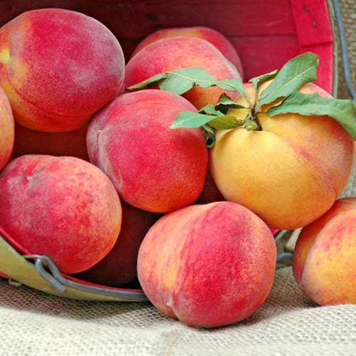 Piersic Velvet imagine 1 articol 6917