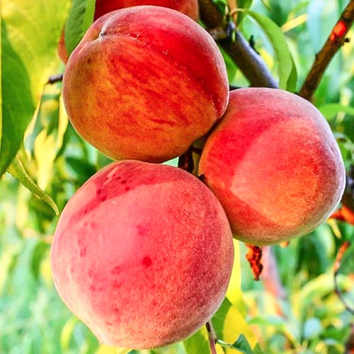 Piersic Velvet imagine 1 articol 8692