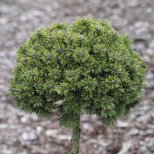 Pin de Himalaya Minikin, C5 imagine 1 articol 8252