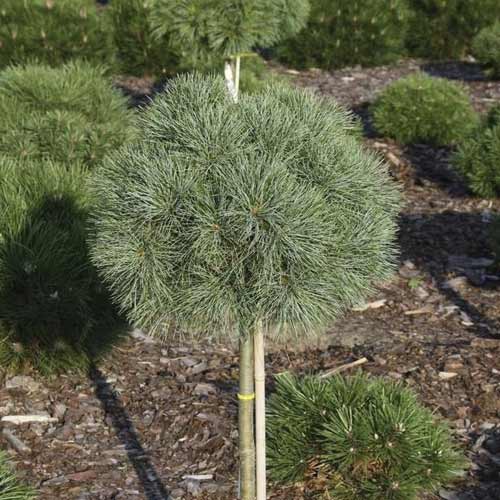 Pin Greg, C5 imagine 1 articol 8258