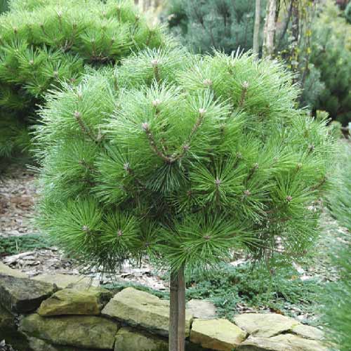 Pin negru Brepo, C5 imagine 1 articol 8255