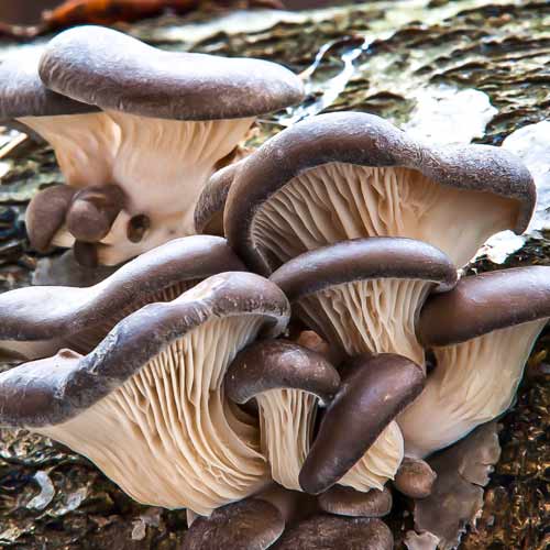 Pleurotus Brun imagine 2 articol 9727