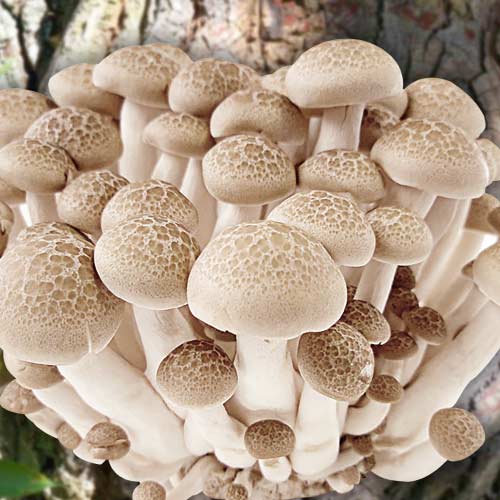 Pleurotus de Ulm articol fotografie 1 Pleurotus de Ulm imagine 1 articol 9729