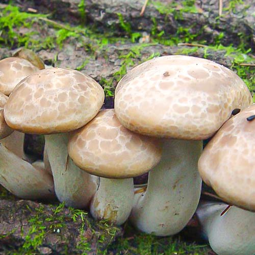 Pleurotus de Ulm articol fotografie 2 Pleurotus de Ulm imagine 2 articol 9729