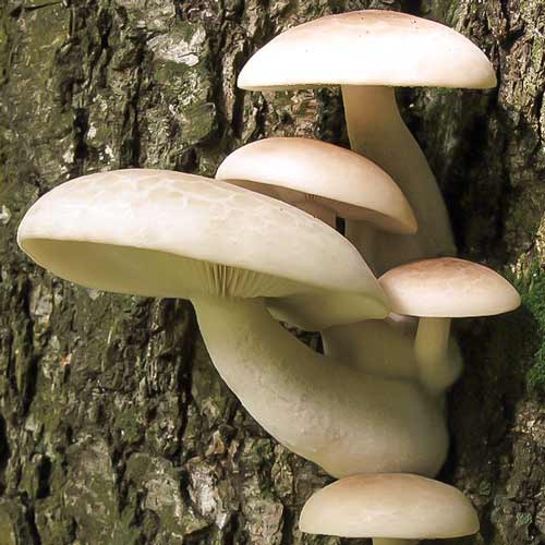 Pleurotus de Ulm articol fotografie 3 Pleurotus de Ulm imagine 3 articol 9729