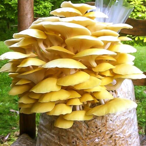 Pleurotus Galben articol fotografie 2 Pleurotus Galben imagine 2 articol 9728