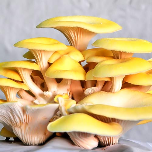 Pleurotus Galben articol fotografie 3 Pleurotus Galben imagine 3 articol 9728