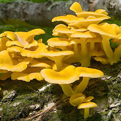 Pleurotus galben articol fotografie 1 Pleurotus galben imagine 1 articol 86698