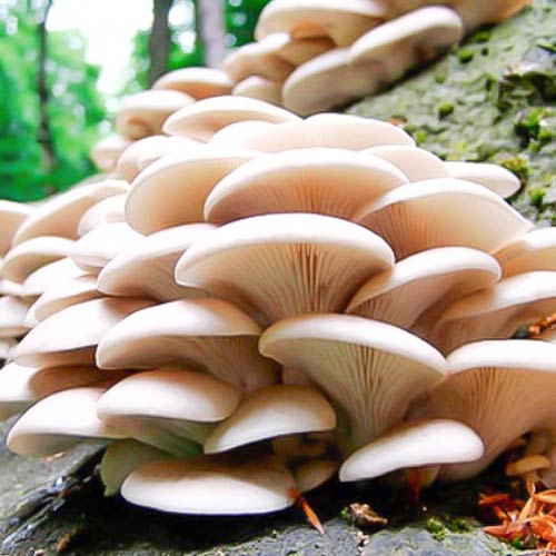 Pleurotus Indian articol fotografie 2 Pleurotus Indian imagine 2 articol 9730