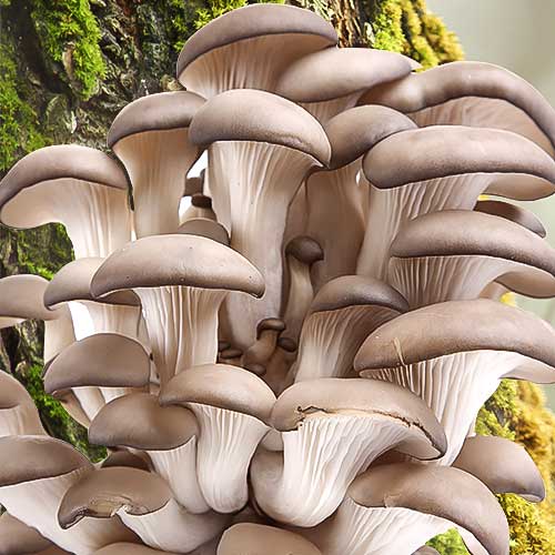 Pleurotus (Păstrăv de fag) articol fotografie 1 Pleurotus (Păstrăv de fag) imagine 1 articol 9732