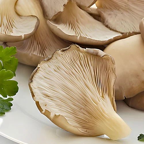 Pleurotus (Păstrăv de fag) imagine 1 articol 96881